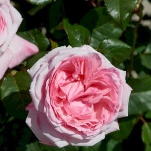 'Marlisâ¢ Renaissance'Â®